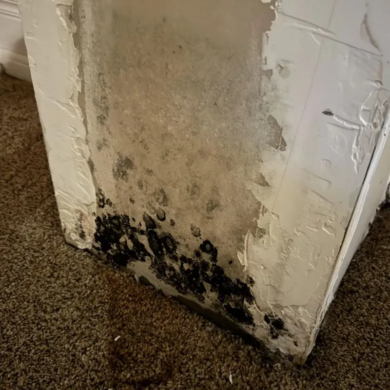 Professional Mold Removal in Mount Juliet, TN